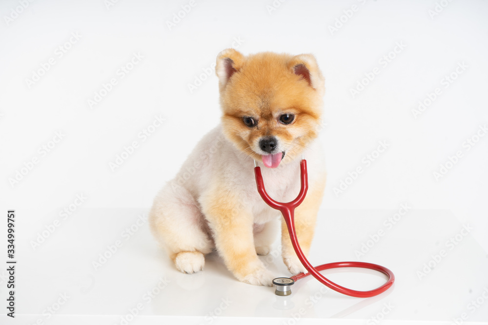 Fototapeta Portrait of little Pomeranian dog sits on the table with stethoscope isolated on white background. Studio shot of adorable puppy at animal hospital.