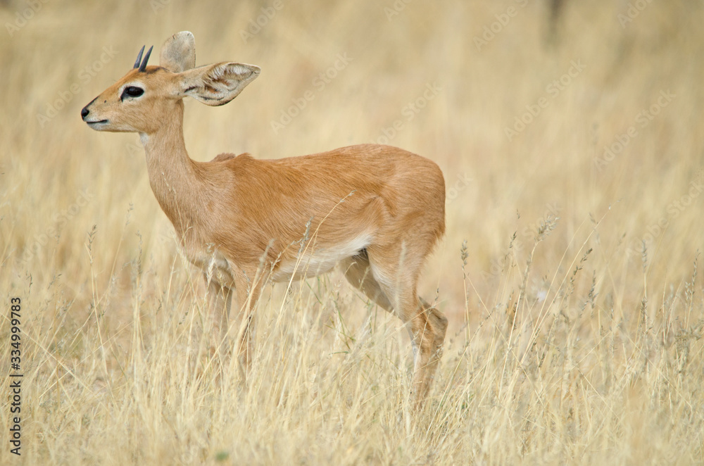 Steenbok in tall grass, yellow, Etosha Steenbok in tall grass, yellow, Etosha