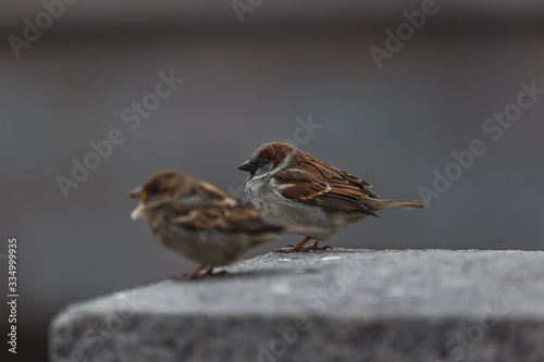 Alone sparrows on the marble tiles huddled against the cold © Alexandr