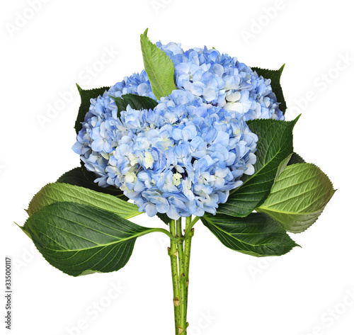 Blue hydrangea flowers