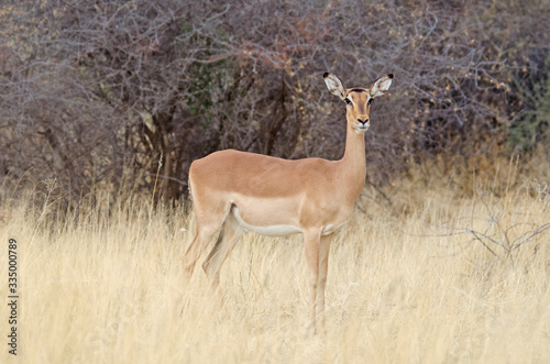 Common impala in tall grass, Namibia, Africa