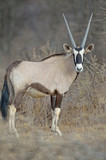 Close-up view of oryx, Namibia, Africa