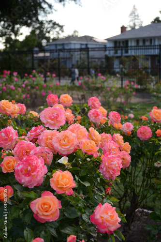 SAN JOSE, CALIFORNIA, USA - JULY 2, 2019: Municipal Rose Garden photo