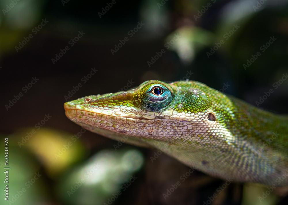 Fototapeta premium Green Anole hidden among the leaves of a Holly Hedge!