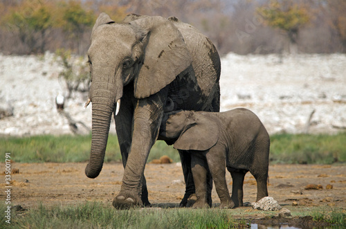 Elephant calf drinks from its mother, Etosha