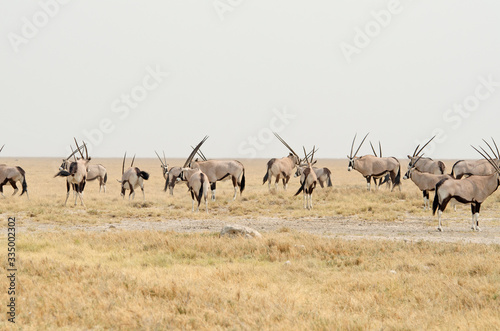 Herd of oryx (gemsbok), flat plain, clear horizon, Etosha