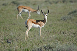 Young springbok with small horns in green grass, Etosha