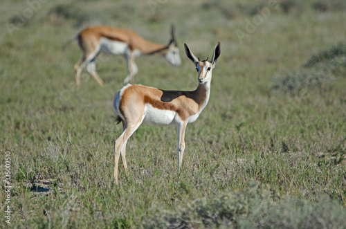 Young springbok with small horns in green grass  Etosha