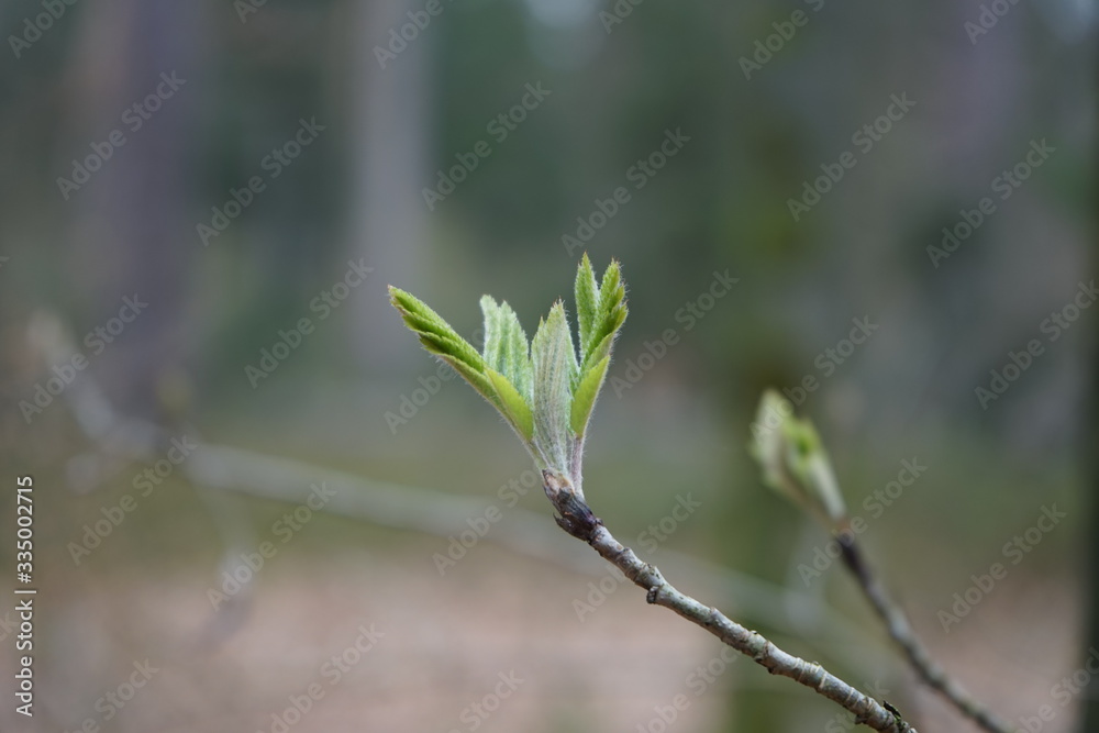 Austrieb junger Blätter: Eberesche / Vogelbeerbaum 