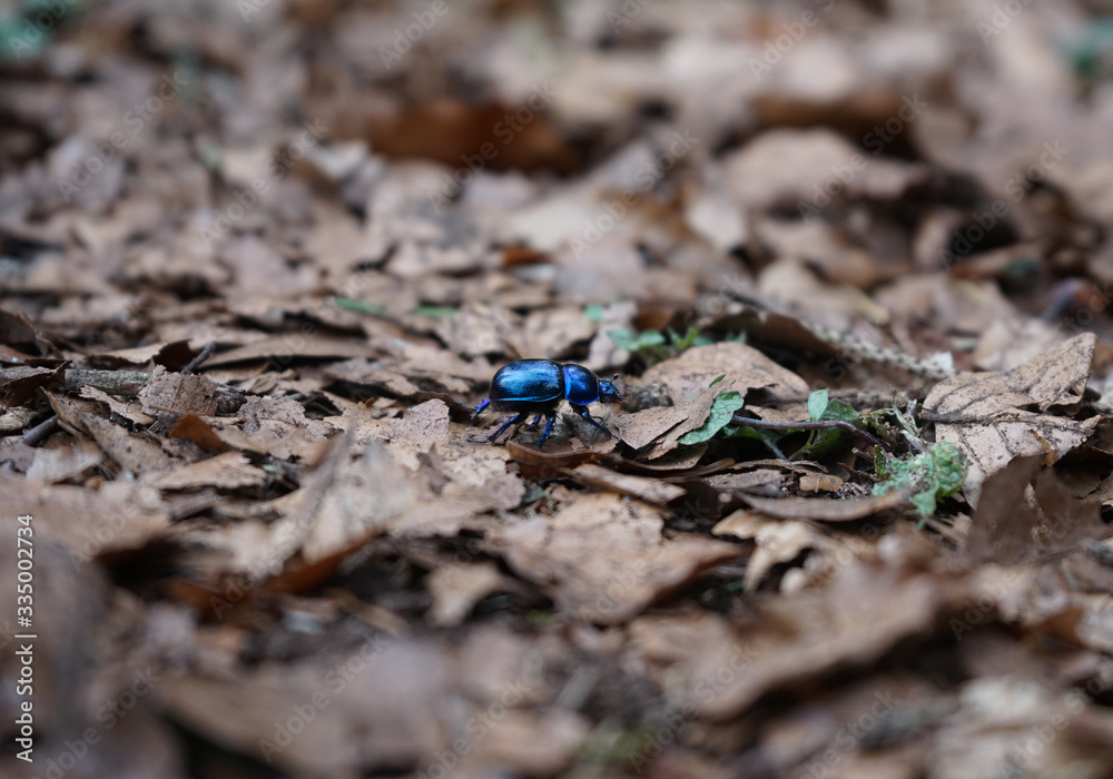 Mistkäfer, Frühlingsmistkäfer, Wintermistkäfer, blauer Käfer im Laub Mistkäfer, Frühlingsmistkäfer, Wintermistkäfer, blauer Käfer im Laub
