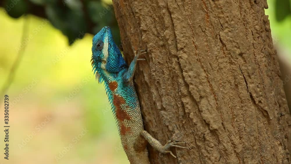 Lizard holding on tree branch, out door Chiangmai Thailand Lizard holding on tree branch, out door Chiangmai Thailand