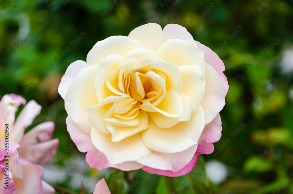 Isolated Yellow And Pink Rose Flowers Isolated Yellow And Pink Rose Flowers
