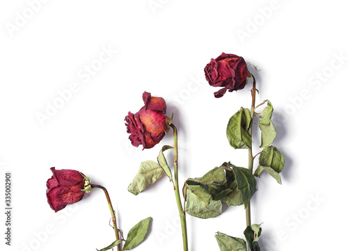 Fototapeta Naklejka Na Ścianę i Meble -  Dead red rose on a white background with copy space