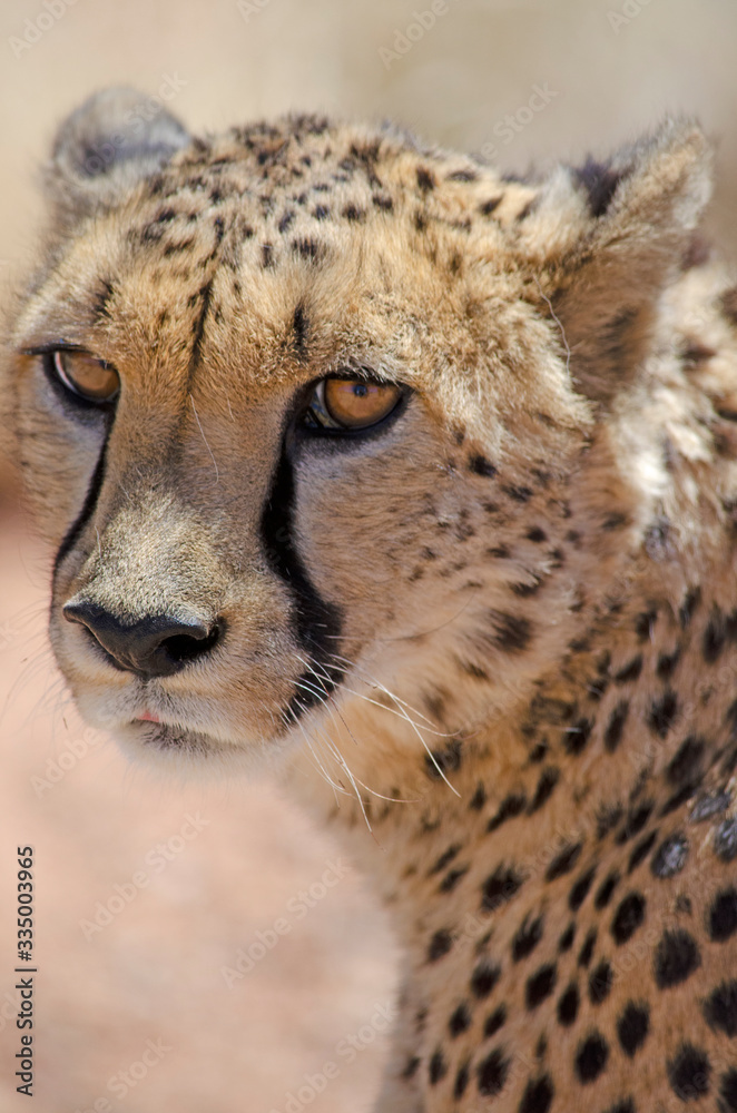 Close-up of face of cheetah, Namibia, Africa Close-up of face of cheetah, Namibia, Africa