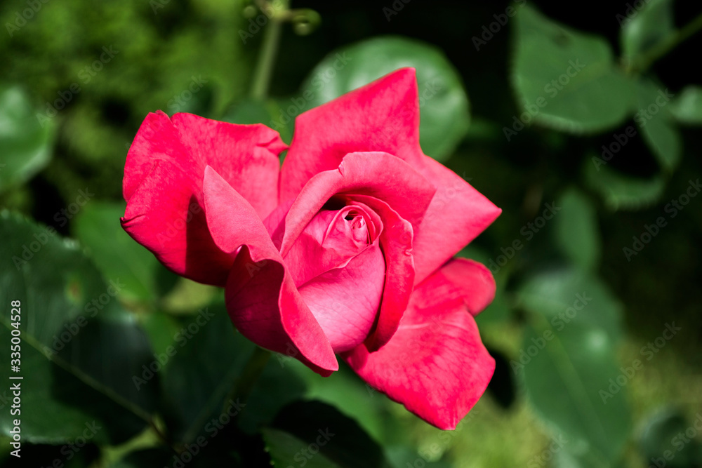 Beautiful rose Beautiful rose