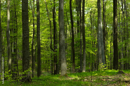 Fototapeta Naklejka Na Ścianę i Meble -  Frische Wälder im Frühling
