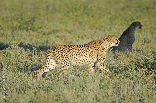 Cheetah in tall green grass, Etosha