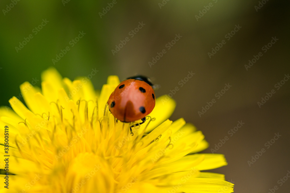 Marienkäfer klettert auf einer gelben Blüte Löwenzahn Marienkäfer klettert auf einer gelben Blüte Löwenzahn