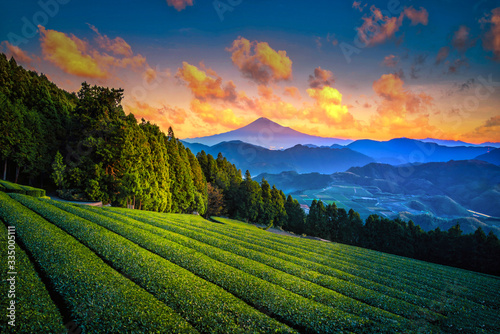 Mt. Fuji with green tea field at sunrise in Shizuoka, Japan.