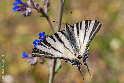 Scarce swallowtail, Iphiclides podalirius, large butterfly sitting on blue flower. photo