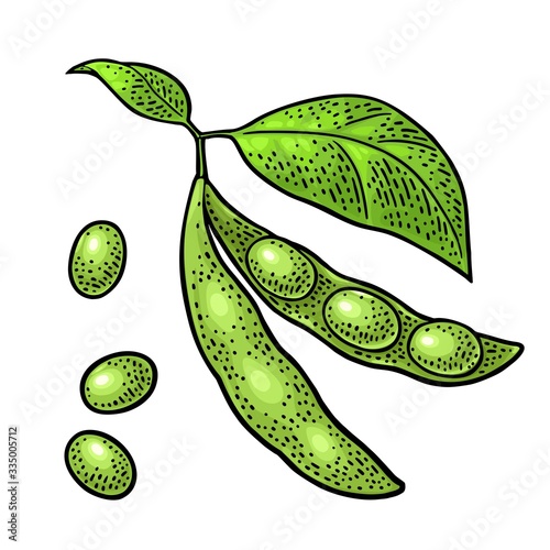 Soybean pod close and open with leaves and seeds. Vector color vintage engraving