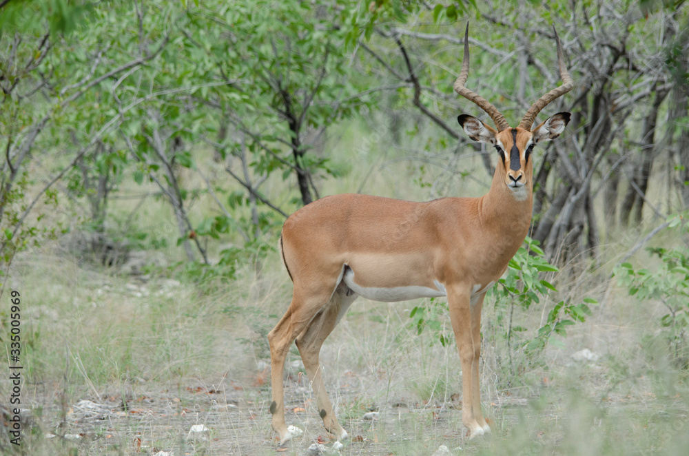 Male black-faced impala looks at camera, Etosha