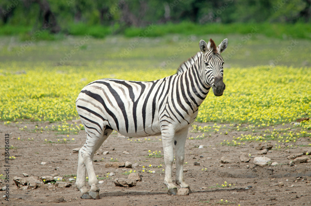 Zebra in Etosha, field of yellow flowers in background Zebra in Etosha, field of yellow flowers in background