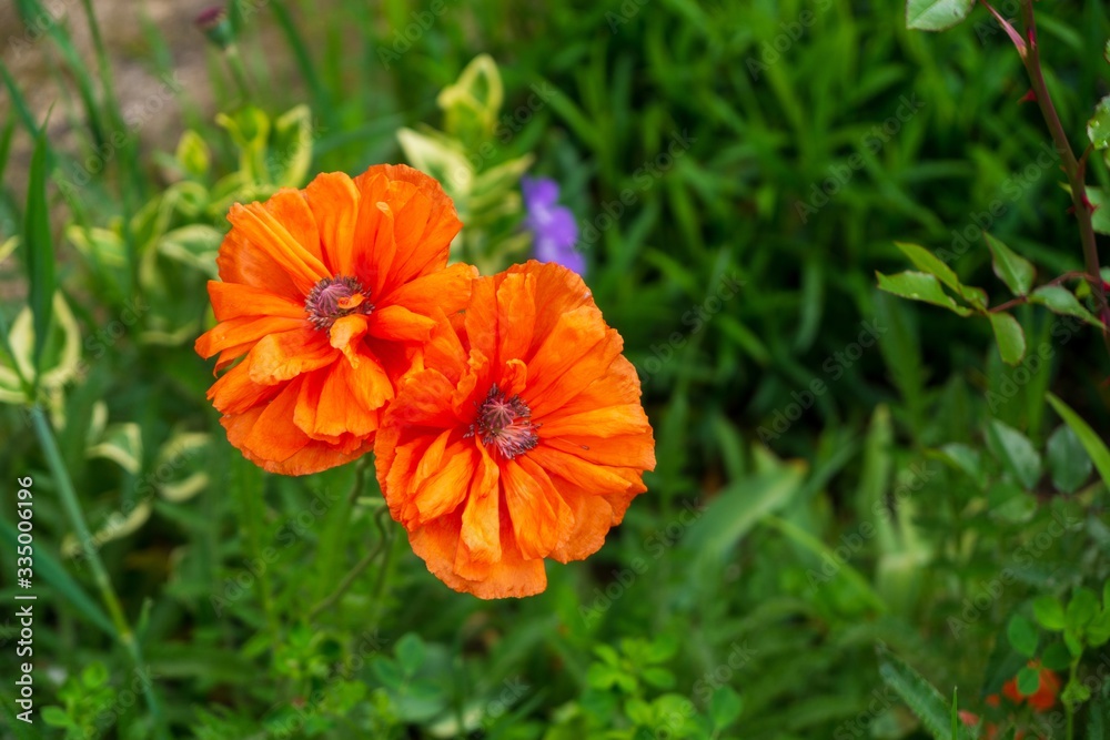 Beautiful red poppy plant in the forest or garden in nature. Slovakia Beautiful red poppy plant in the forest or garden in nature. Slovakia