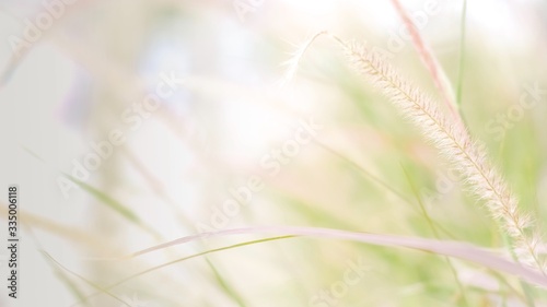 Close up beautiful grass flowers meadow scenery under Shining Sunlight background in the morning , Vintage autumn landscape.
