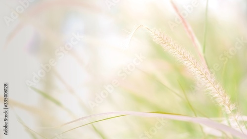 Close up beautiful grass flowers meadow scenery under Shining Sunlight background in the morning  , Vintage autumn landscape.