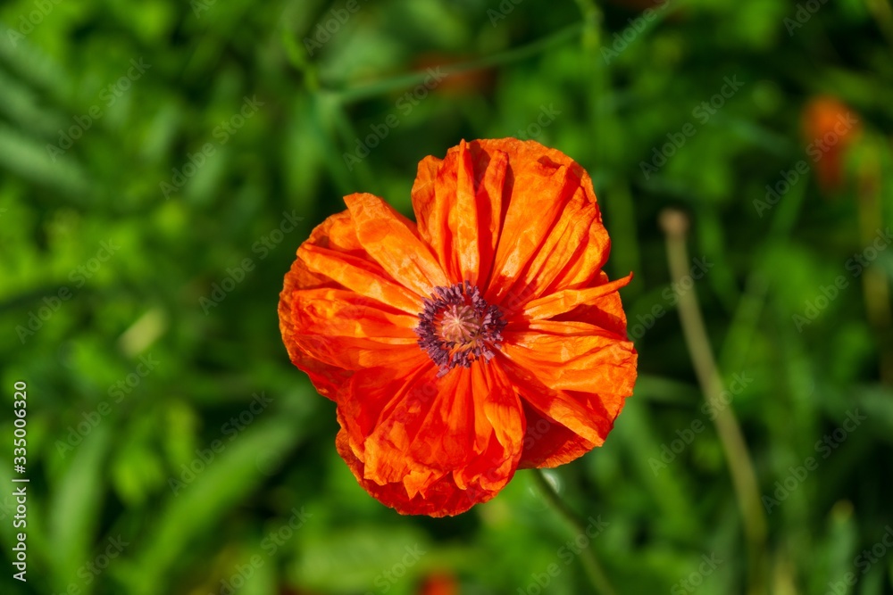 Beautiful red poppy plant in the forest or garden in nature. Slovakia Beautiful red poppy plant in the forest or garden in nature. Slovakia