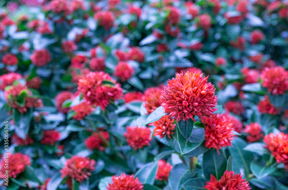 Red spike flower blooming in garden.,King Ixora,Ixora chinensis. Rubiaceae , Ixora coccinea Red spike flower blooming in garden.,King Ixora,Ixora chinensis. Rubiaceae , Ixora coccinea