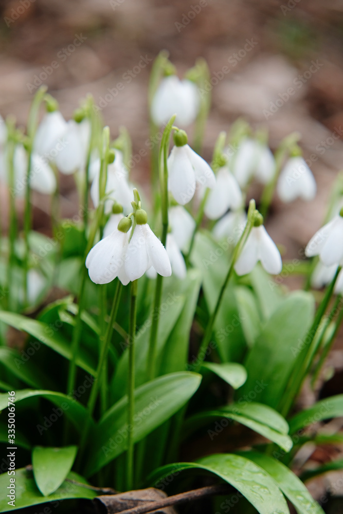 Snowdrops. First spring flower blossom, close up. Snowdrops. First spring flower blossom, close up.