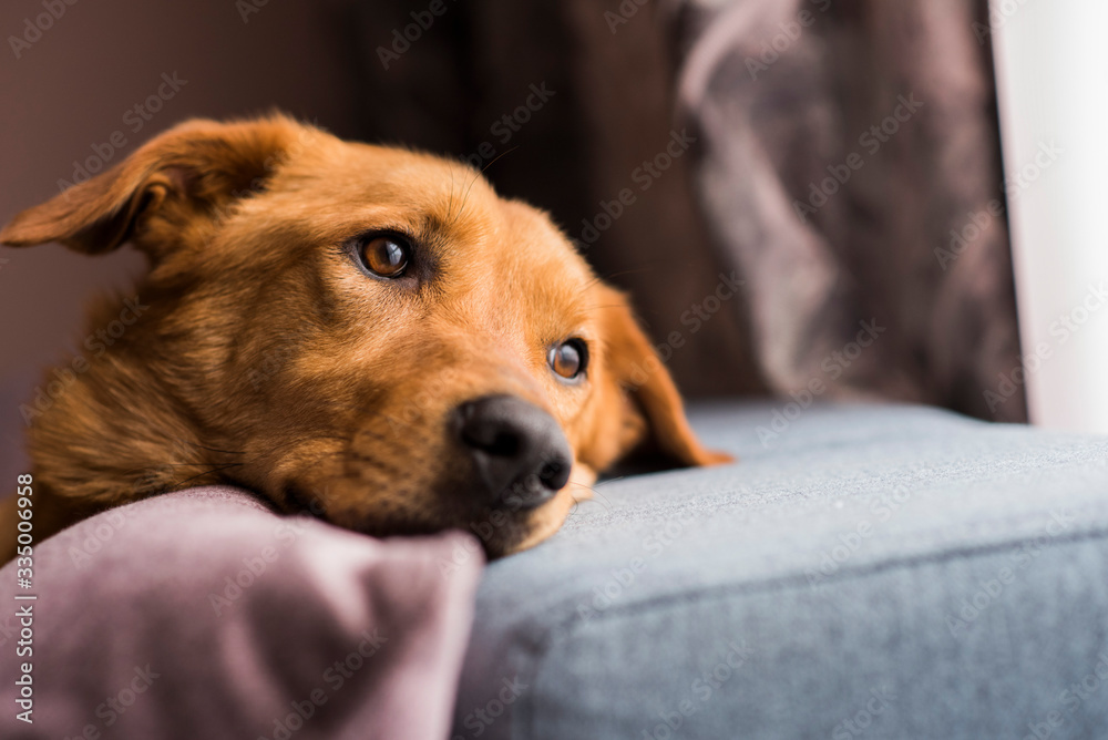 dog in a sofa