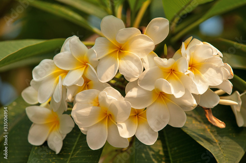  Tropical flowers frangipani in Thailand  