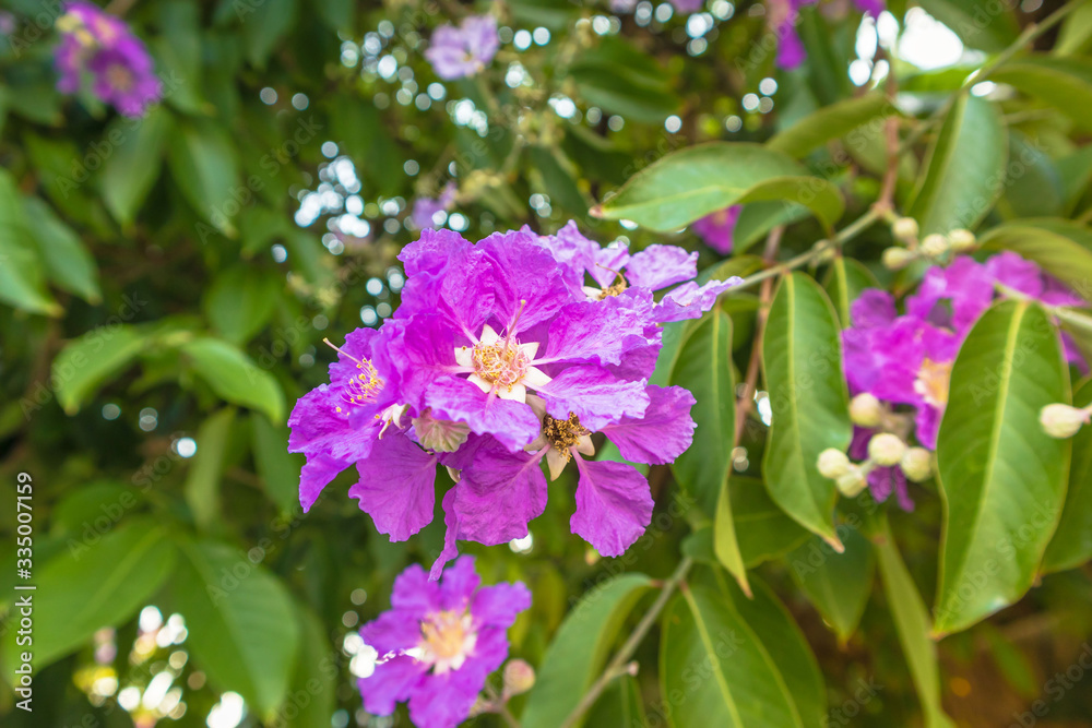Queens crape myrtle flowers or Queen's flower, Lagerstroemia inermis Pers on white background Queens crape myrtle flowers or Queen's flower, Lagerstroemia inermis Pers on white background