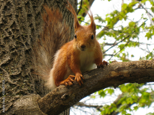 Portrait of fluffy squirrel on a tree branch