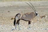 Side view of oryx (gemsbok), Etosha