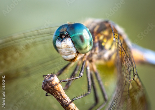 Blue Dasher close up along the nature trail in Pearland!