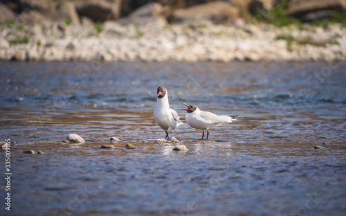 Mewa śmieszka (Chroicocephalus ridibundus)