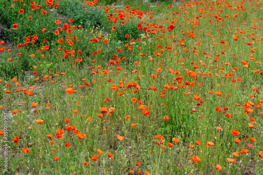 Beautiful red poppy plant in the forest or garden in nature. Slovakia