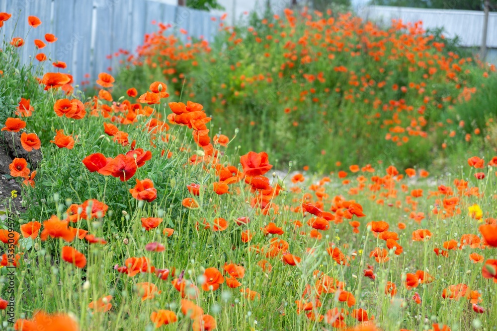 Beautiful red poppy plant in the forest or garden in nature. Slovakia Beautiful red poppy plant in the forest or garden in nature. Slovakia