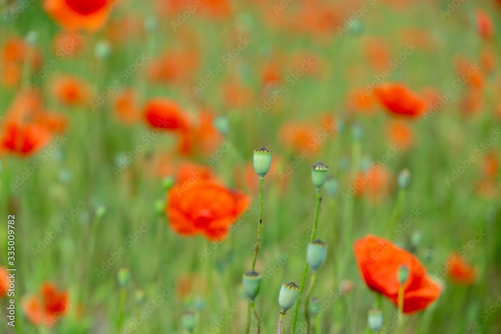 Beautiful red poppy plant in the forest or garden in nature. Slovakia Beautiful red poppy plant in the forest or garden in nature. Slovakia
