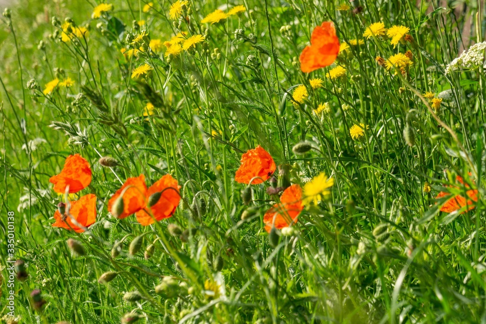 Beautiful red poppy plant in the forest or garden in nature. Slovakia Beautiful red poppy plant in the forest or garden in nature. Slovakia