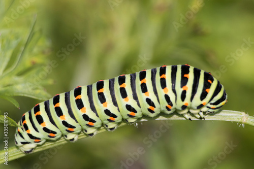 Macro: green detailed catherpillar in a meadow