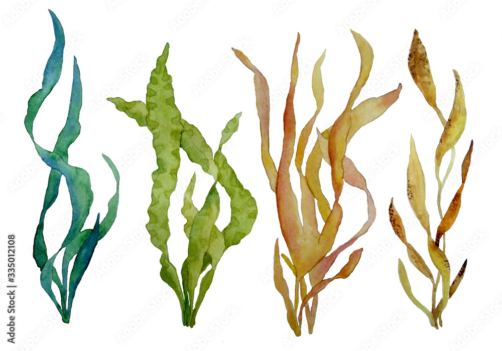 watercolor hand drawn illustration set with green and brown water seaweed algae marine environment for cosmetics super food labels design packaging kelp laminaria spirulina healthy organic eating - obrazy, fototapety, plakaty 