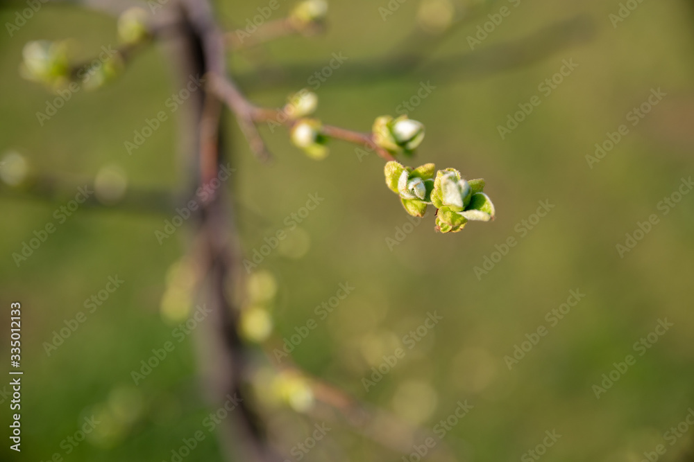 Springtime. Quince branches with green buds. Gentle evening lighting. Background green tones. Springtime. Quince branches with green buds. Gentle evening lighting. Background green tones.