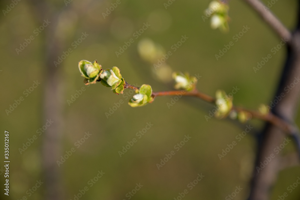 Springtime. Quince branches with green buds. Gentle evening lighting. Background green tones. Springtime. Quince branches with green buds. Gentle evening lighting. Background green tones.