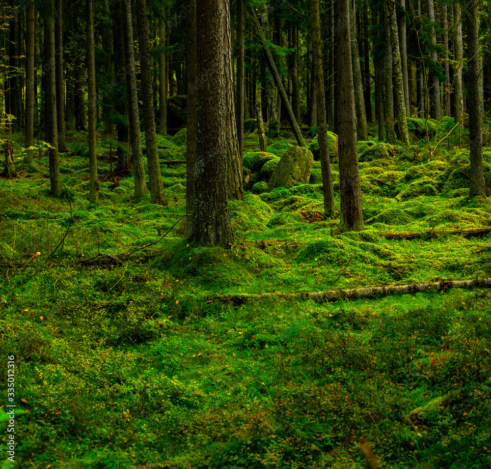 Beautiful mossy magic forest. Green ancient moss . Old trees growth primary forest floor untouched of human activity. Pine trees and stones covered in moss