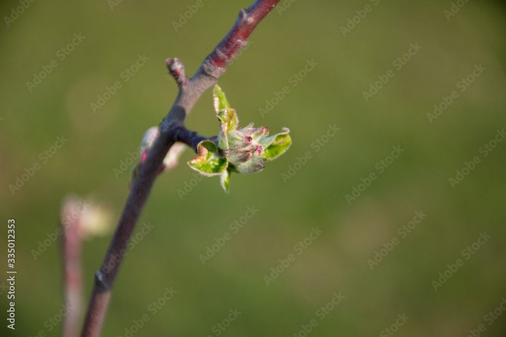 Springtime. Quince branches with green buds. Gentle evening lighting. Background green tones. Springtime. Quince branches with green buds. Gentle evening lighting. Background green tones.